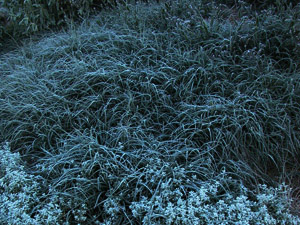 Vivers Càrex - Carex flacca 